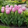 Tulipa Bulb Triumph Jacuzzi Tulip