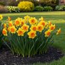 Narcissus Bulb Large Cup Coral Crown Daffodil