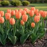 Tulipa Bulb Fosteriana Emperor Apricot Emperor Tulip