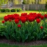 Tulipa Bulb Triumph Oscar Tulip