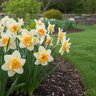Narcissus Bulb Double Sweet Desire Daffodil