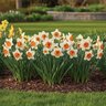 Narcissus Bulb Large Cup Chromacolor Daffodil