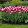 Tulipa Bulb Triumph Bojangles Tulip