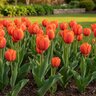 Tulipa Bulb Triumph Cadans Tulip