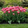 Tulipa Bulb Fringed Super Siesta Tulip