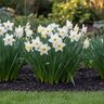 Narcissus Bulb Large Cup Stainless Daffodil