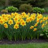 Narcissus Bulb Large Cup Delibes Daffodil