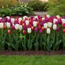 Tulipa Bulb All Season Stars and Stripes Mixture Tulip
