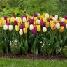 Tulipa Bulb Triumph Spring Festival Mixture Tulip
