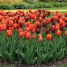 Tulipa Bulb Southern Comfort Mixture Tulip