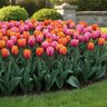 Tulipa Bulb Hot Pinks and Oranges Mixture Tulip