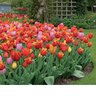 Tulipa Bulb Sparks Mixture Tulip