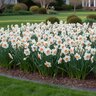 Narcissus Bulb Large Cup Best Pink Daffodil