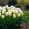 Tulipa BulB Triumph Bingo Tulip