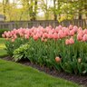 Tulipa Bulb Darwin Hybrid Salmon Van Eijk Tulip