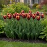 Tulipa Bulb Key West Tulip