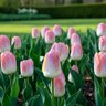 Tulipa Bulb Darwin Hybrid Kunyun Tulip