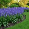 Hyacinthoides Bulb Hispanica Excelsior Blue Spanish Bluebells