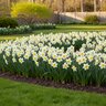 Narcissus Bulb Large Cup Silver Standard Daffodil