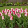 Tulipa Bulb Single Late Mata Hari Tulip