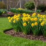 Narcissus Bulb Minature Tete de Luxe Daffodil