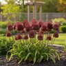 Allium Bulb Red Mohican Ornamental Onion
