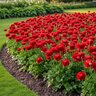 Ranunculus Bulb Tecolote Red Persian Buttercup