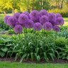 Allium Bulb Tall Violet Beauty Ornamental Onion