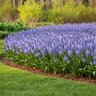 Scilla Bulb Litardierei Amethystina Meadow Squill
