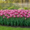 Tulipa Bulb Darwin Hybrid Sweet Impression Tulip