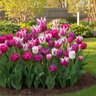 Tulipa Bulb All Season Blue Ribbon Mixture Tulip