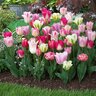 Tulipa Bulb All Season Sweet Pink Mixture Tulip