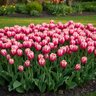 Tulipa Bulb All Season Pink Tulip