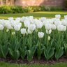 Tulipa Bulb All Season White Tulip
