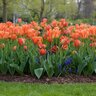 Tulipa Bulb All Season Orange Tulip