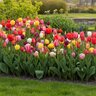 Tulipa Bulb All Season Barn Mixture Tulip