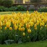 Tulipa Bulb All Season Yellow Tulip