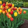 Tulipa Bulb All Season Fire Glow Mixture Tulip