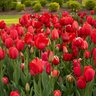 Tulipa Bulb All Season Red Tulip