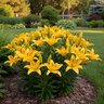 Lilium Bulb Asiatic Tiny Bee Lily
