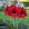 Hippeastrum Bulb Dutch Red Lion Amaryllis