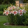 Lilium Bulb Asiatic Stargazer Lily