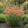 Lilium Bulb Martagon Manitoba Morning Lily
