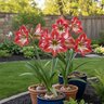Hippeastrum Bulb Dutch Assorted Amaryllis