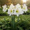Hippeastrum Bulb Dutch Christmas Gift Amaryllis