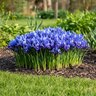 Iris Bulb Reticulata Dwarf Iris
