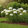 Freesia Bulb Hybrida Double White Fragrant Fressia