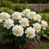 Paeonia Bulb Lactiflora Laura Dessert Peony