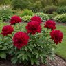 Paeonia Bulb Lactiflora Red Charm Peony