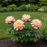 Paeonia Bulb X Intersectional Magical Mystery Tour Itoh Peony